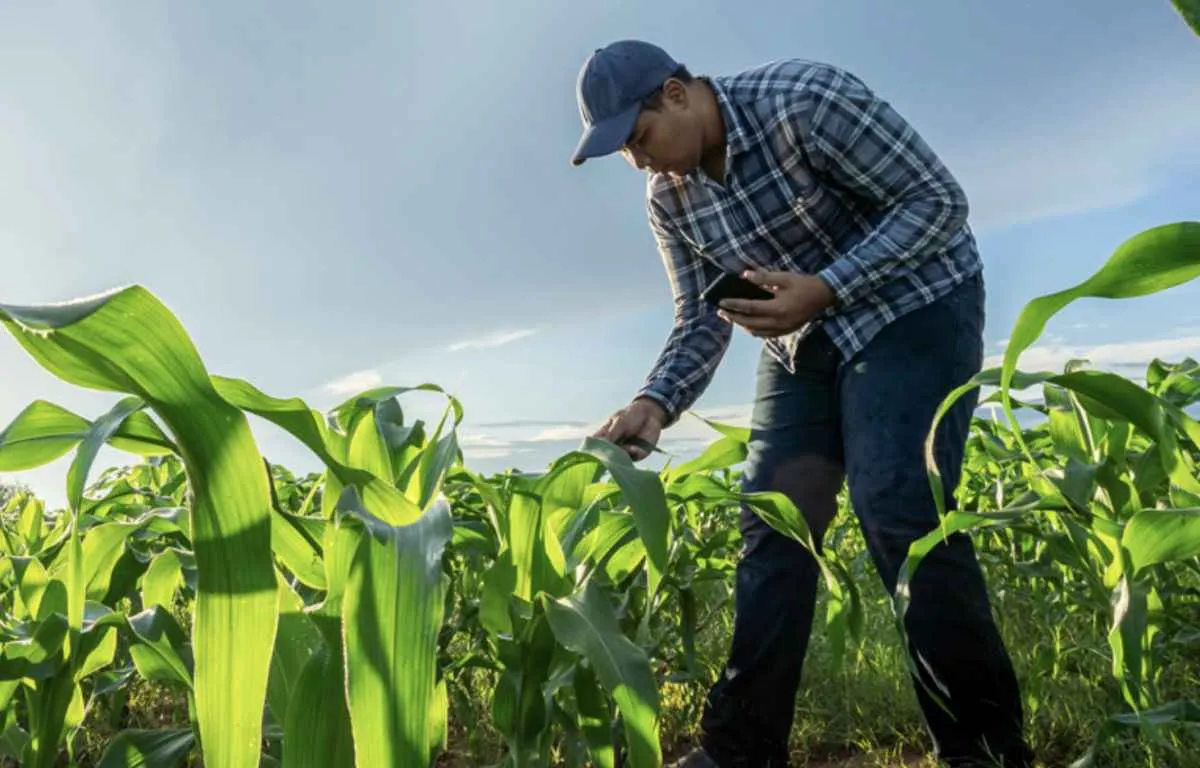 Desenrola Rural tem efeito restrito e preocupa setor agro