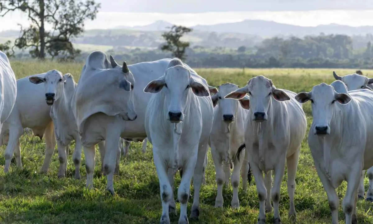 Recuperação de pastagens entra no foco da pecuária