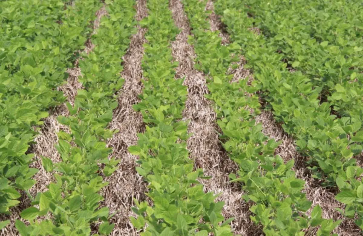 ZarcNM amplia seguro rural e exige preparo antecipado