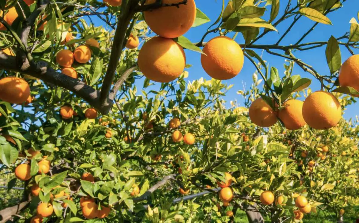 Safra de laranja deve cair 12,9% no cinturão citrícola