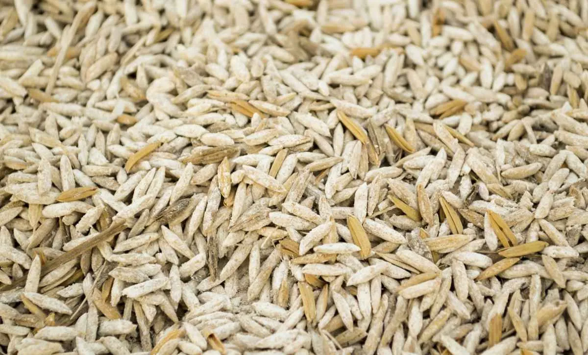 Preço do arroz cai mesmo com menor oferta global