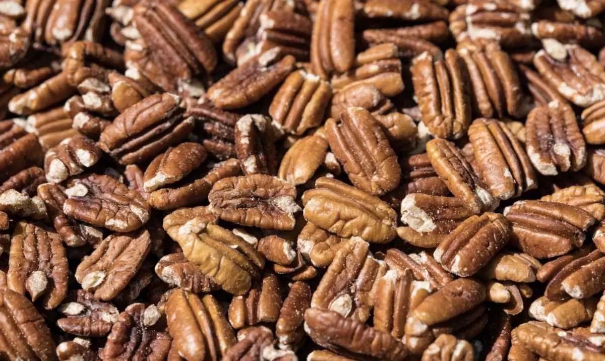 Colheita da noz-pecã começa com expectativa de alta produção