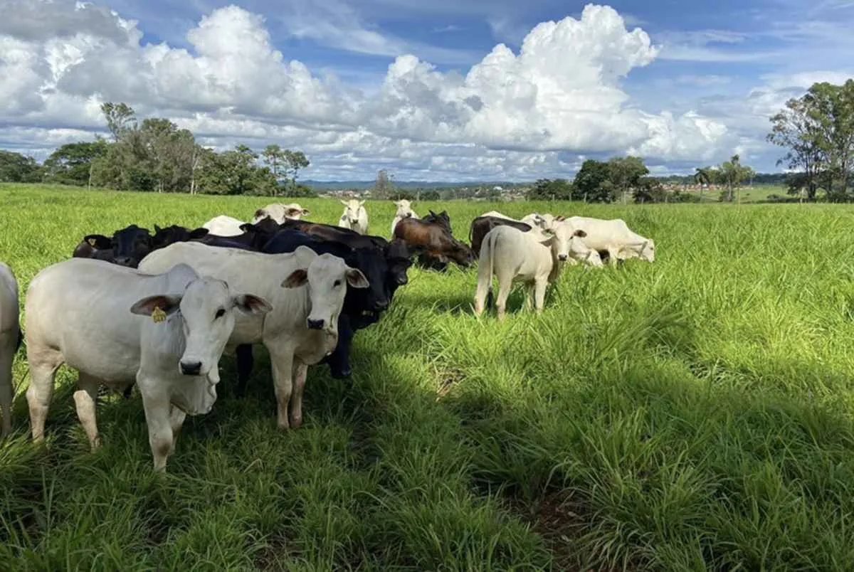 IA ajuda a prever plantas daninhas na ILP