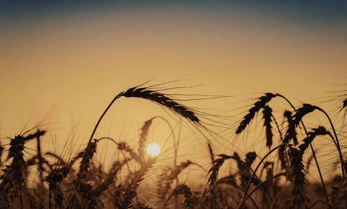 Desânimo com preços reduz área de trigo no Paraná