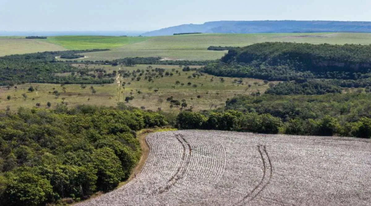 Acordo UE–Mercosul amplia espaço para algodão brasileiro