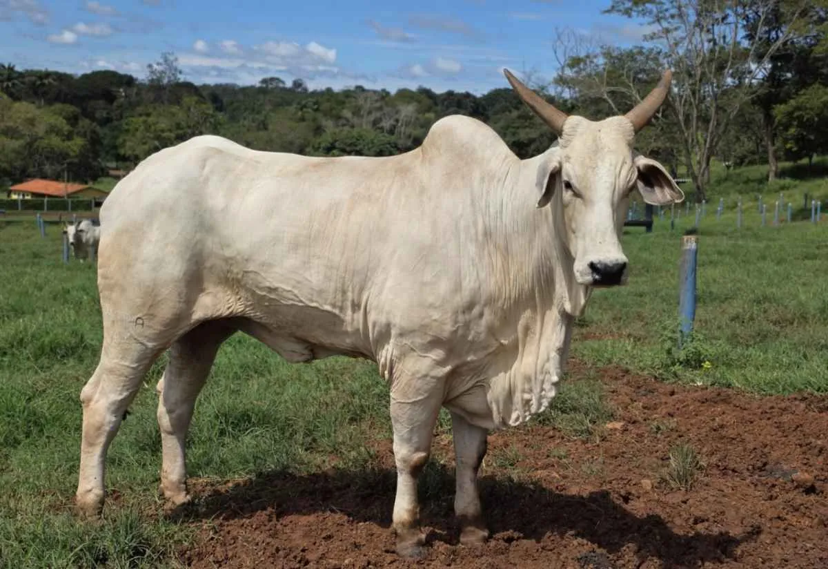 Goiás projeta R$ 23,7 bilhões com bovinocultura em 2026