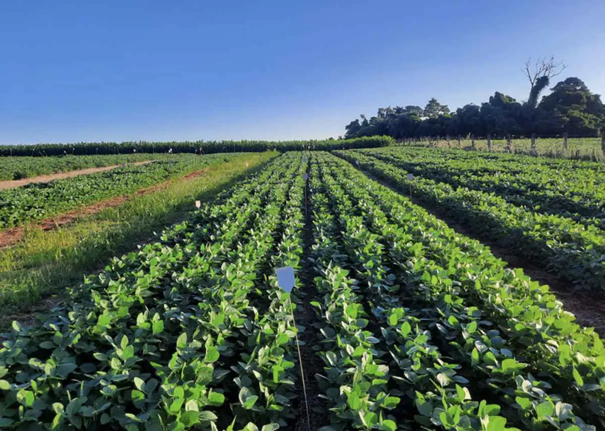 Pesquisa aponta nova fonte de fósforo no agro