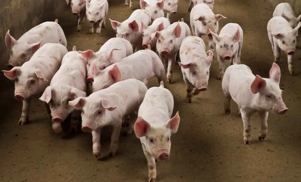 Suinocultor vê poder de compra recuar pelo 8º mês seguido