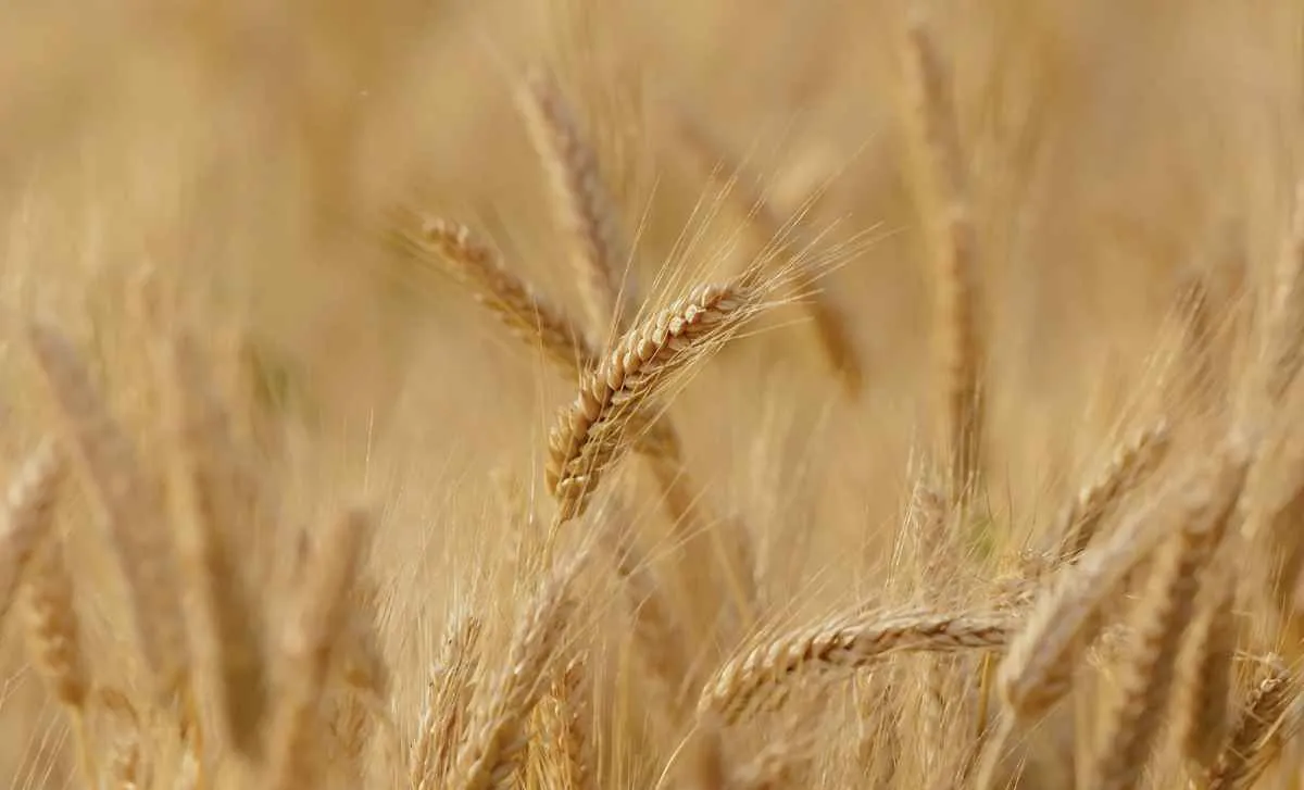 Mercado de trigo segue lento e área pode diminuir no Sul