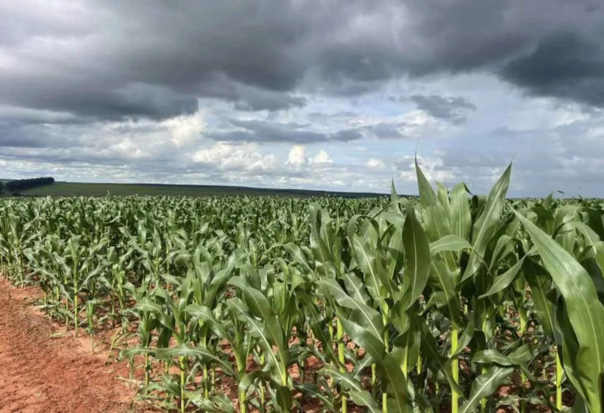 Milho segunda safra avança, mas clima preocupa produtores em MS
