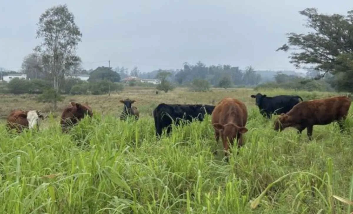 Carrapato resistente impulsiona nova pesquisa no RS