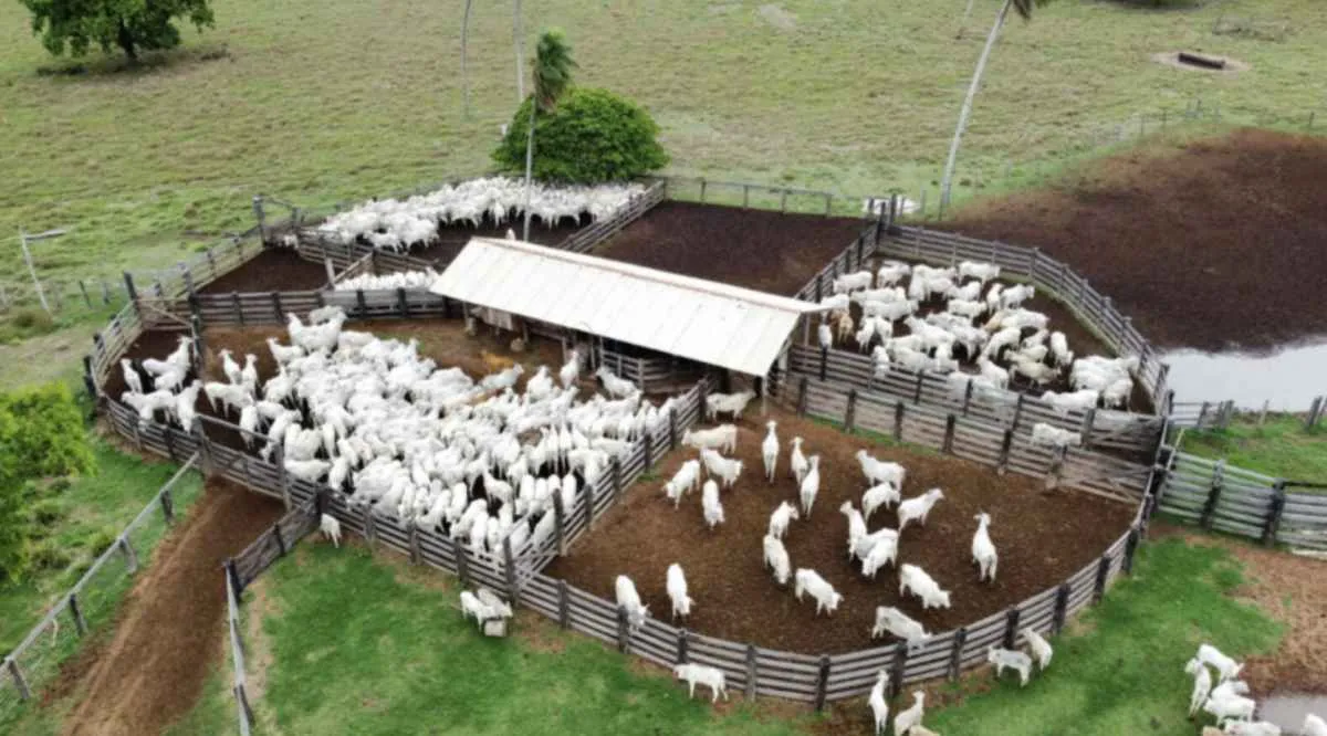 Confinamento bovino em MT deve crescer 55% em 2026