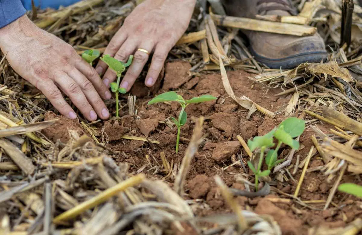 Agro lidera geração de empregos e renda em Mato Grosso