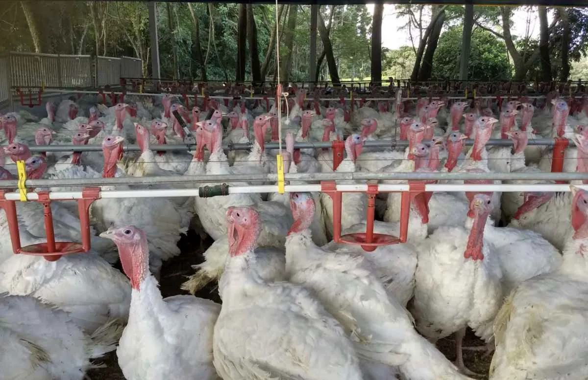 Exportações de carne de peru avançam no Paraná em 2026
