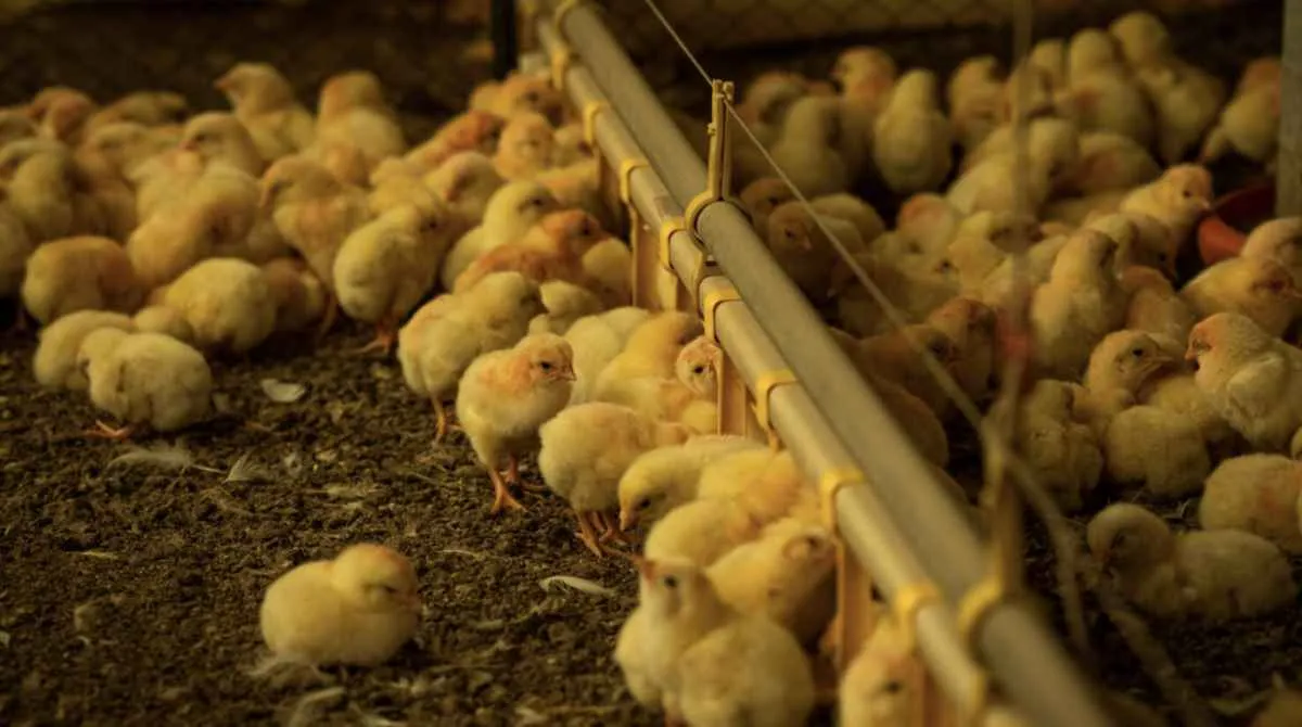 Agrodefesa reforça alerta contra gripe aviária em Goiás