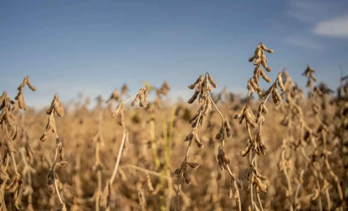 Cadeia da soja e biodiesel cresce 11,7% em 2025