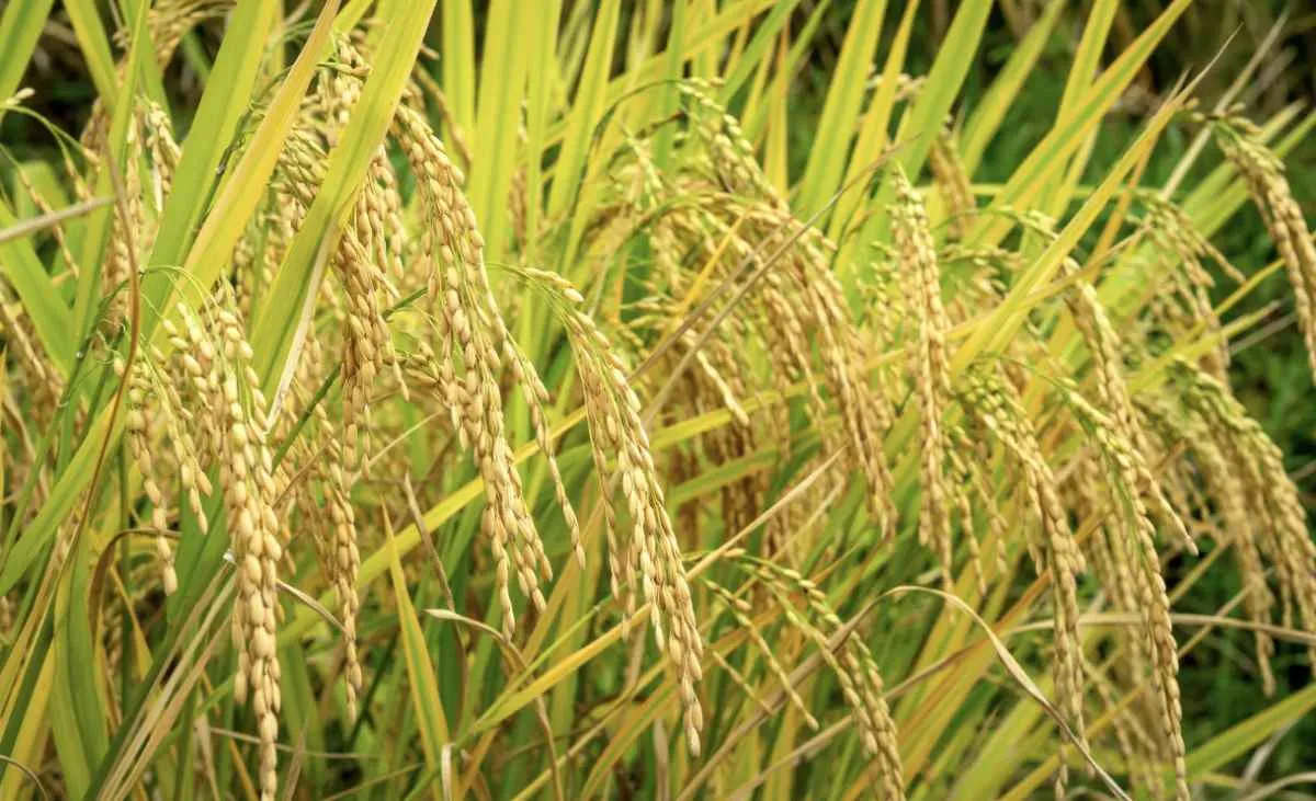 Arroz sobe, mas liquidez ainda trava o mercado