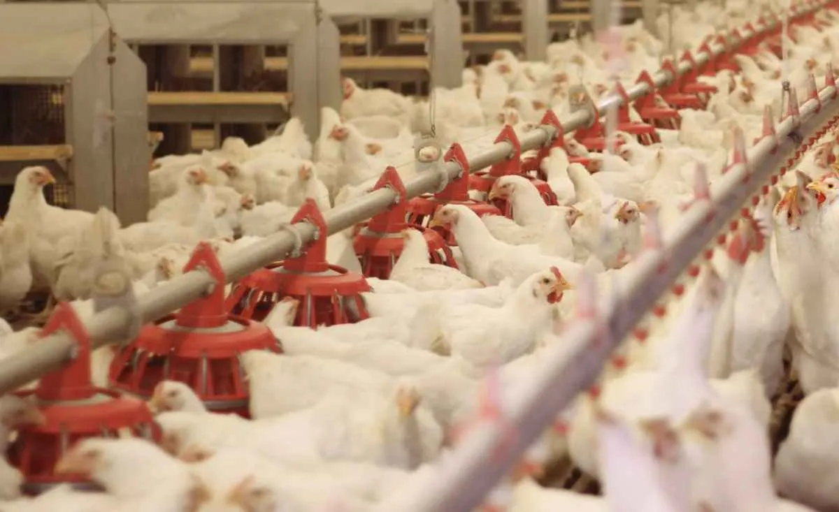 Carne bovina e frango enfrentam cenários distintos no Paraná