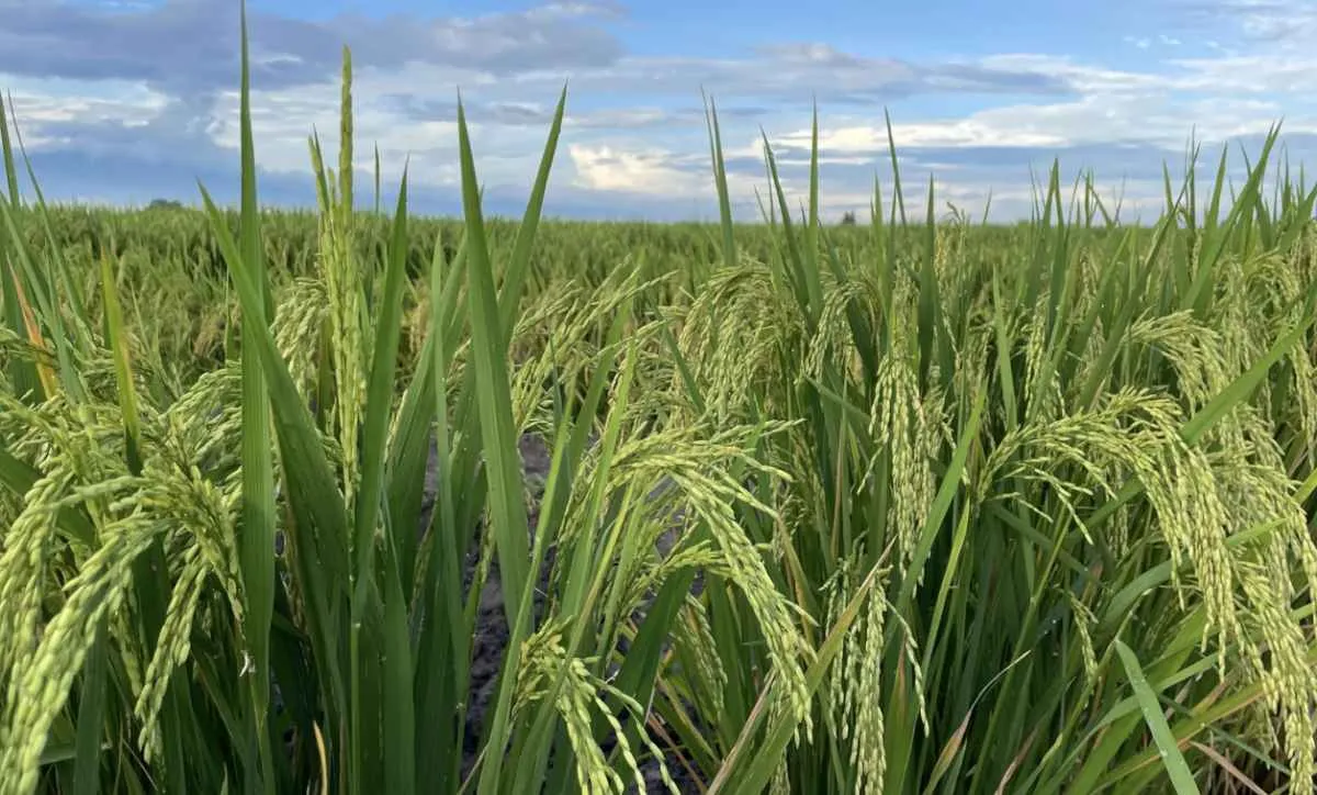 Câmara avança com projeto de apoio a produtores afetados pelo clima