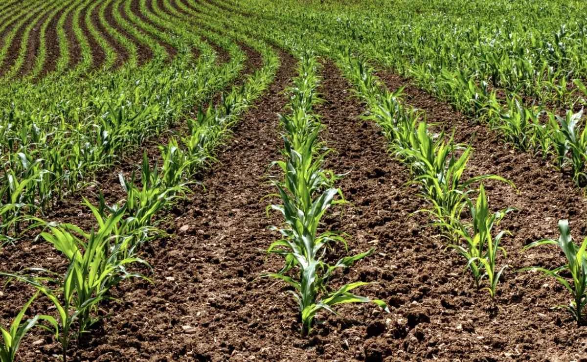 Endividamento rural preocupa produtores no Paraná