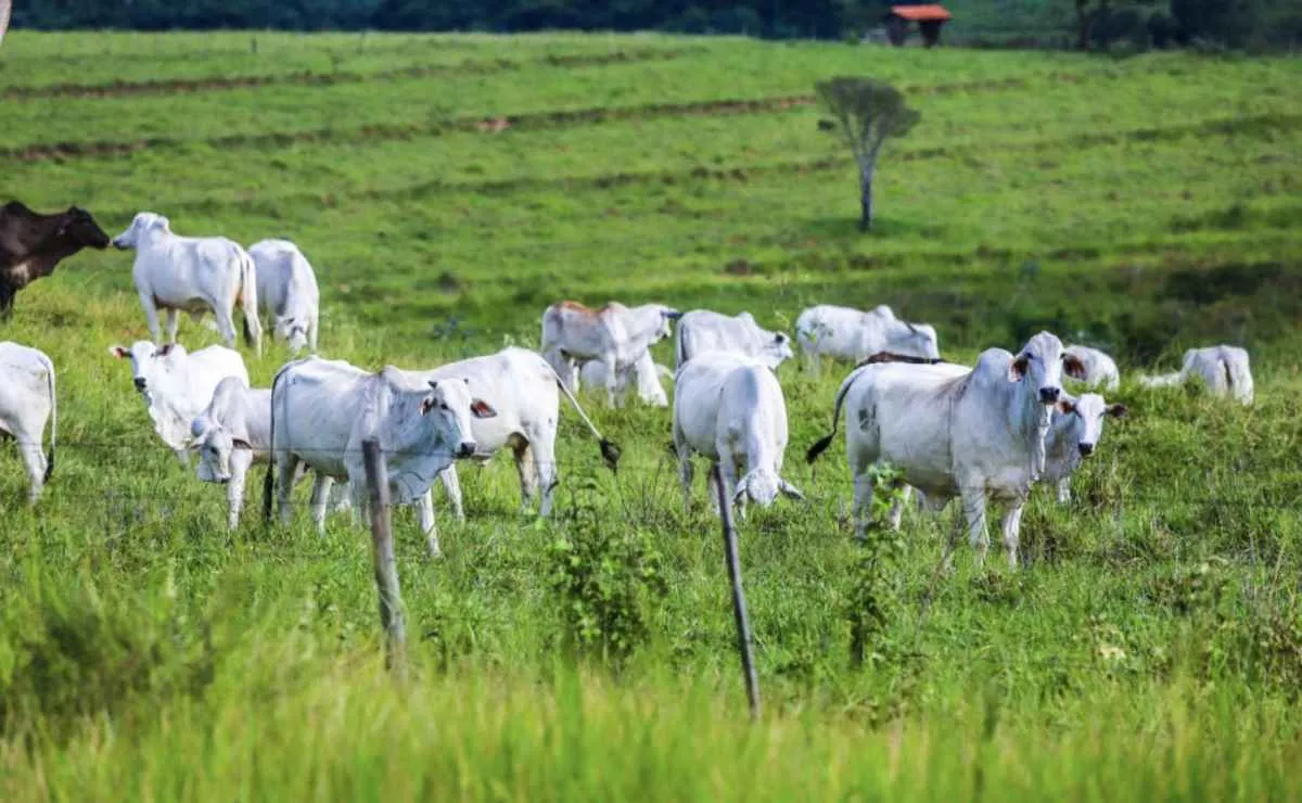 SP inicia campanha obrigatória de atualização de rebanhos