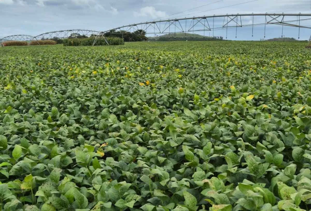 Mercado de bioinsumos entra em nova fase no Brasil