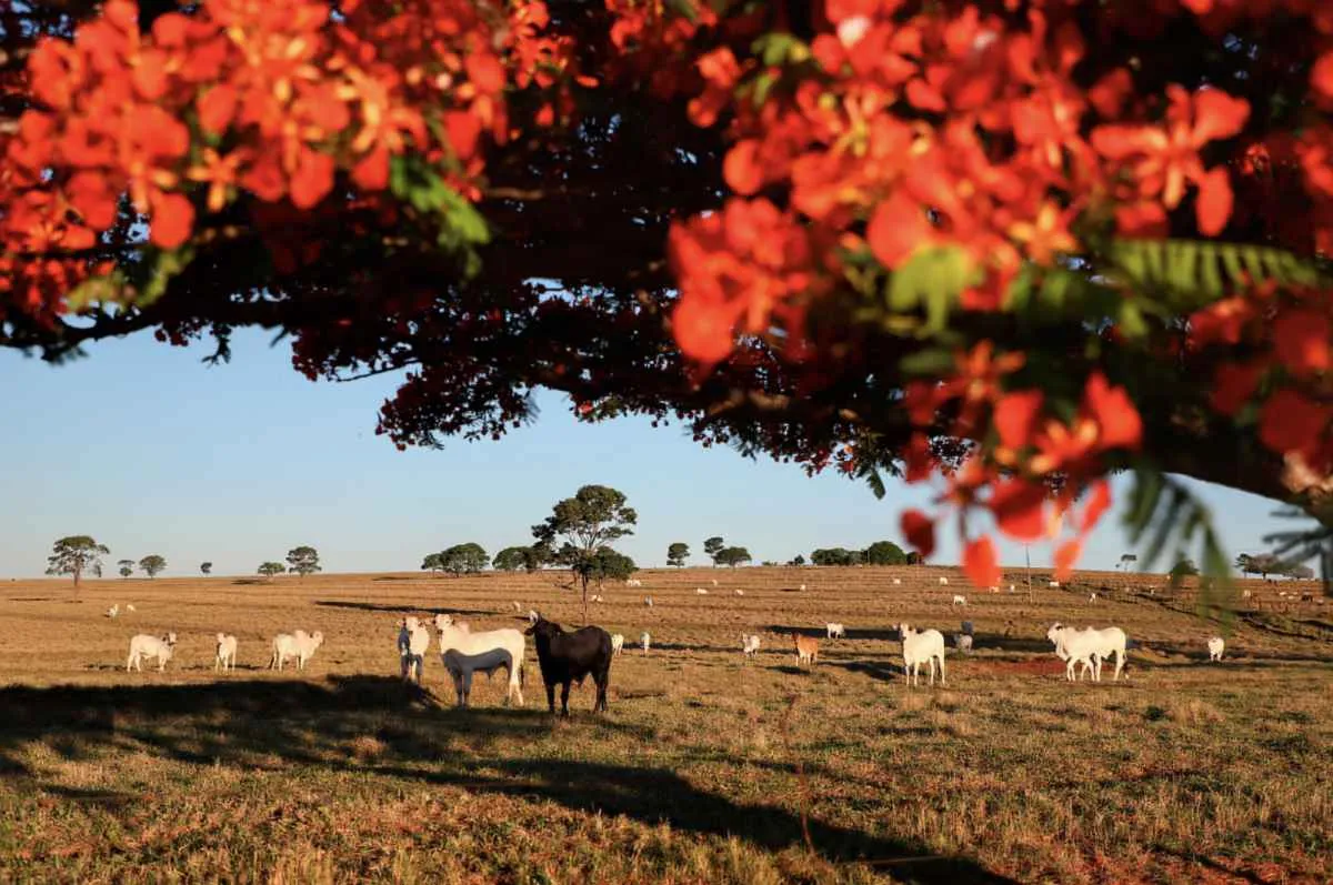 Cadastro de rebanho no Paraná começa em maio