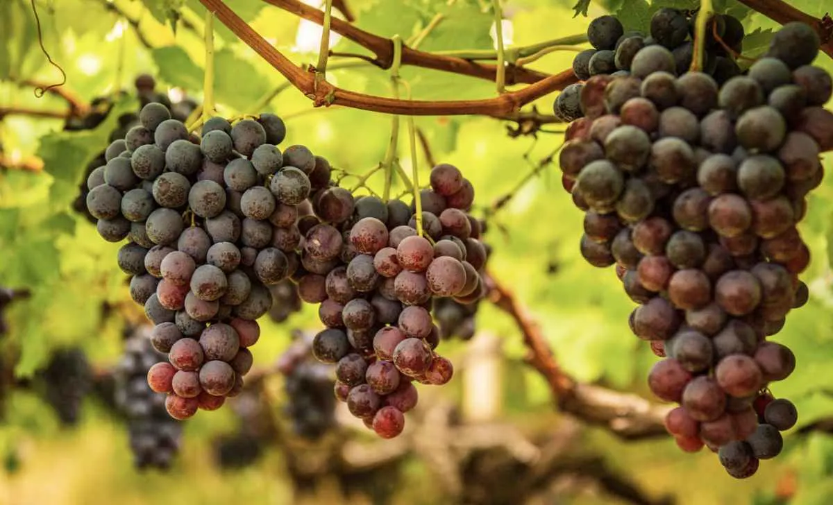 Acordo com UE fortalece exportação de uvas brasileiras
