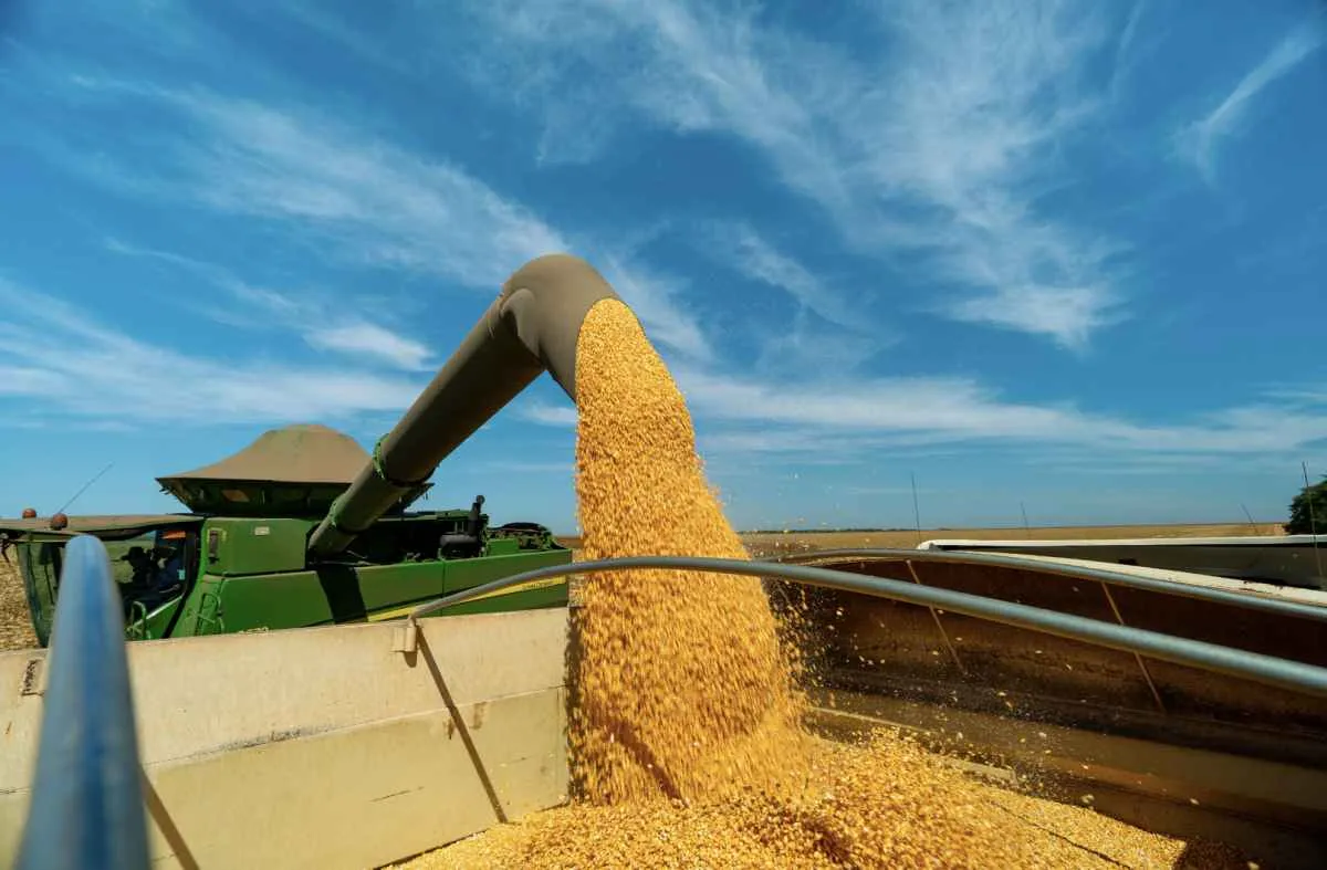 Milho dispara em MT e fortalece economia do campo