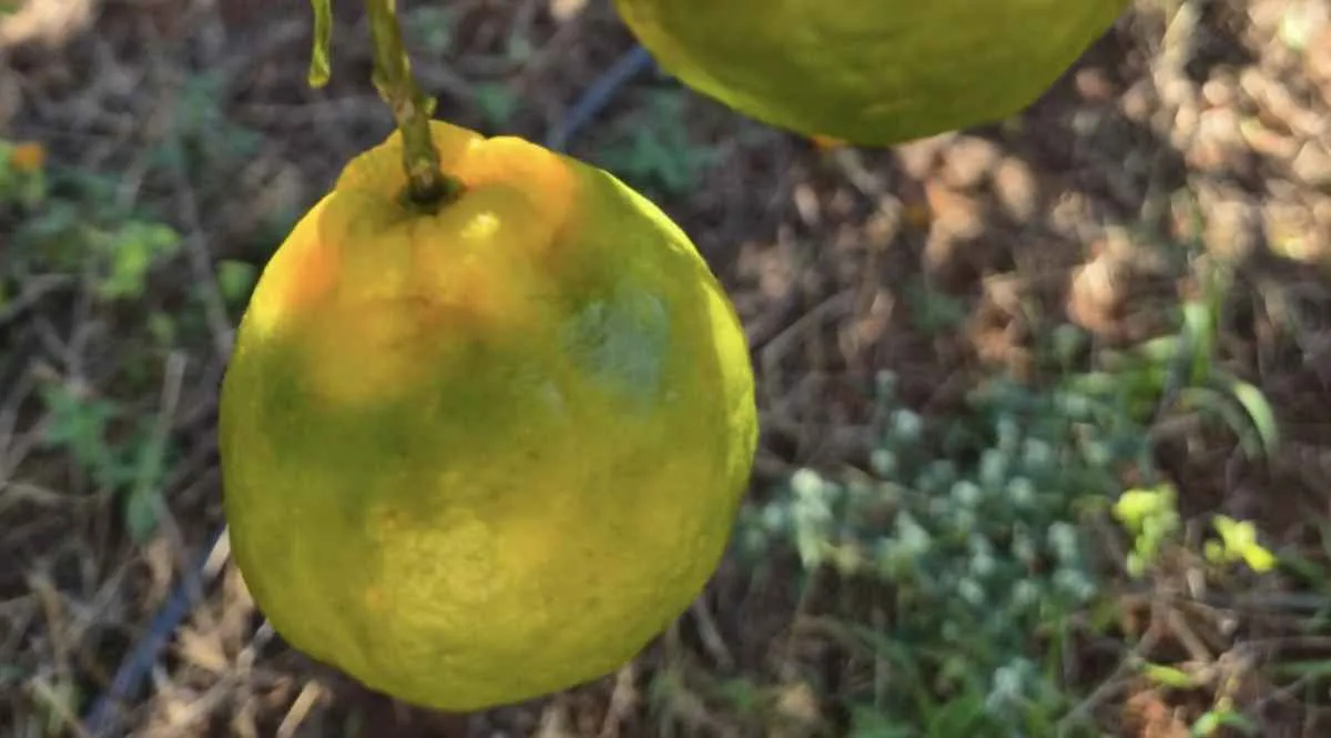 Goiás amplia controle fitossanitário contra greening