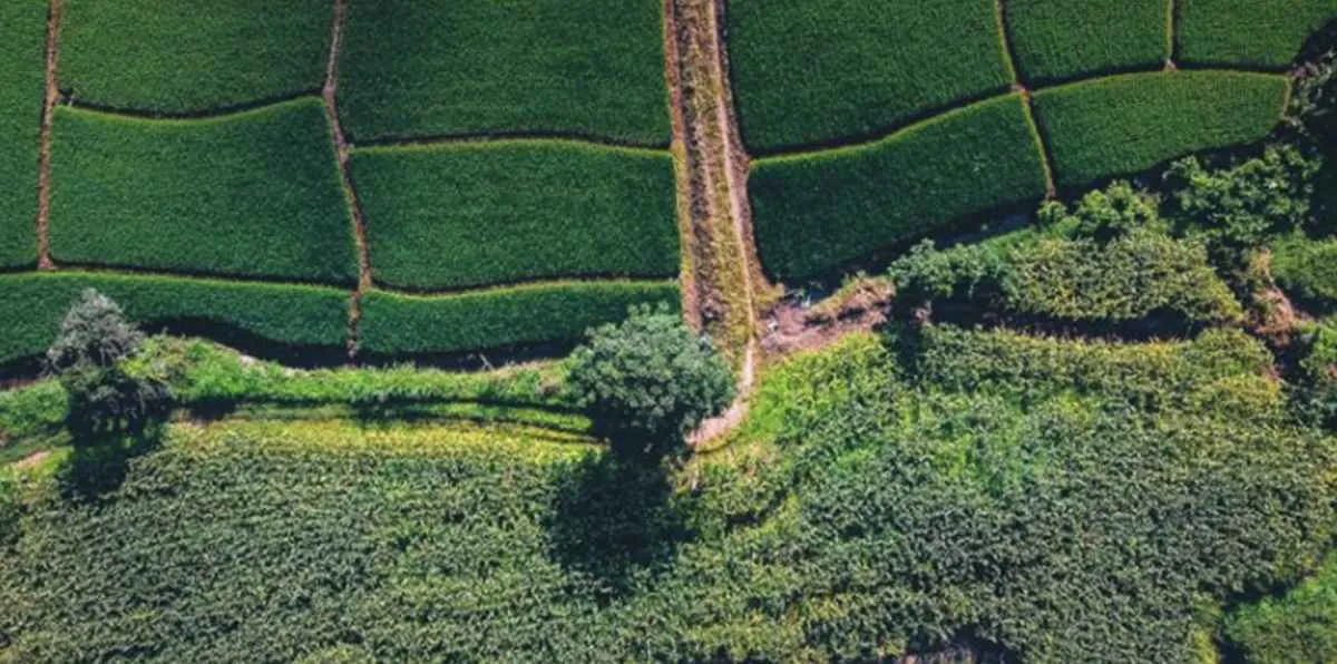 Falsos-positivos do Prodes travam crédito rural no país