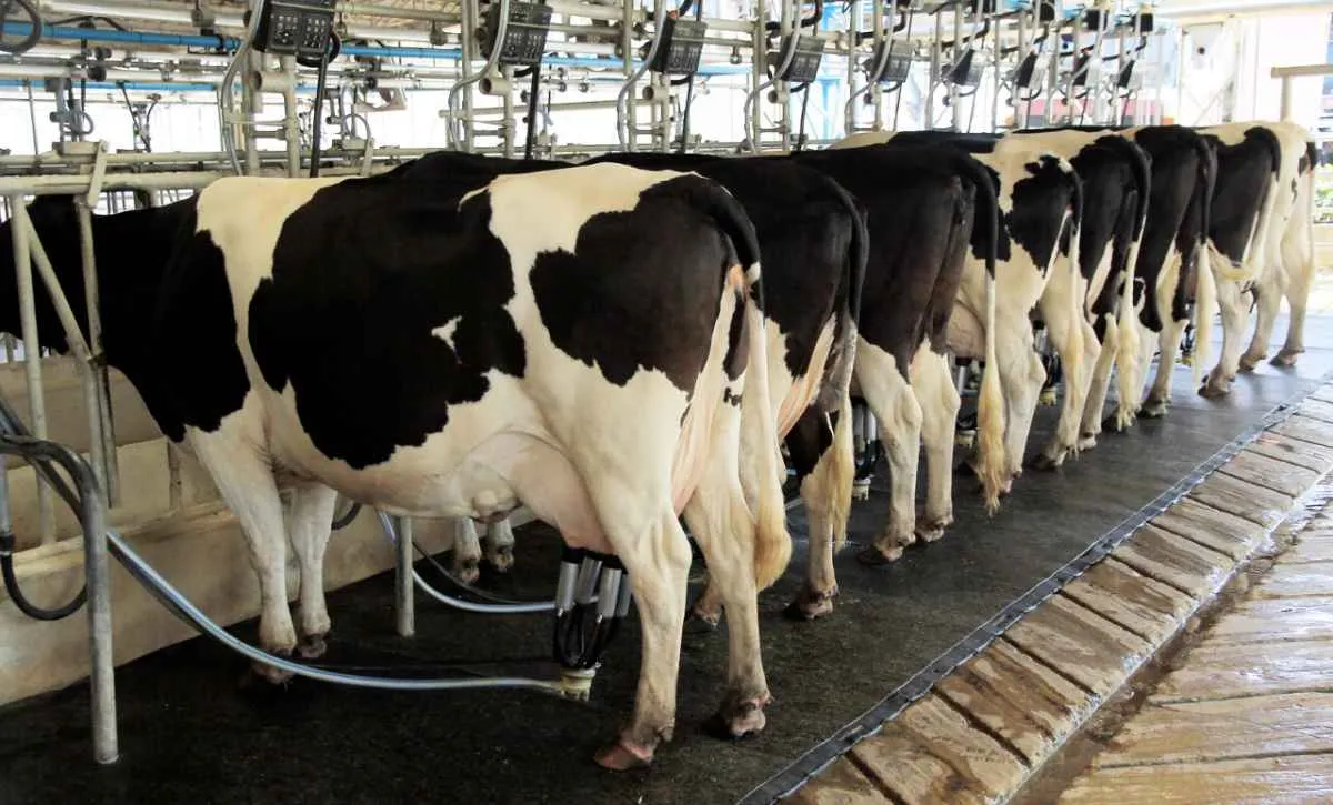 Custos da produção de leite seguem em alta no RS