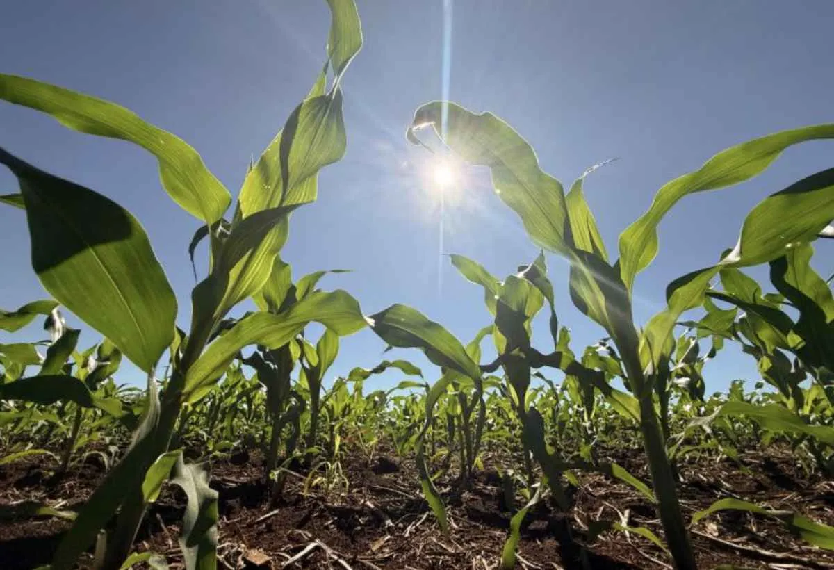 Crédito rural cai 39,5% em abril em Mato Grosso do Sul