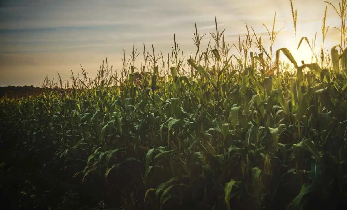 Mato Grosso amplia protagonismo no agro nacional