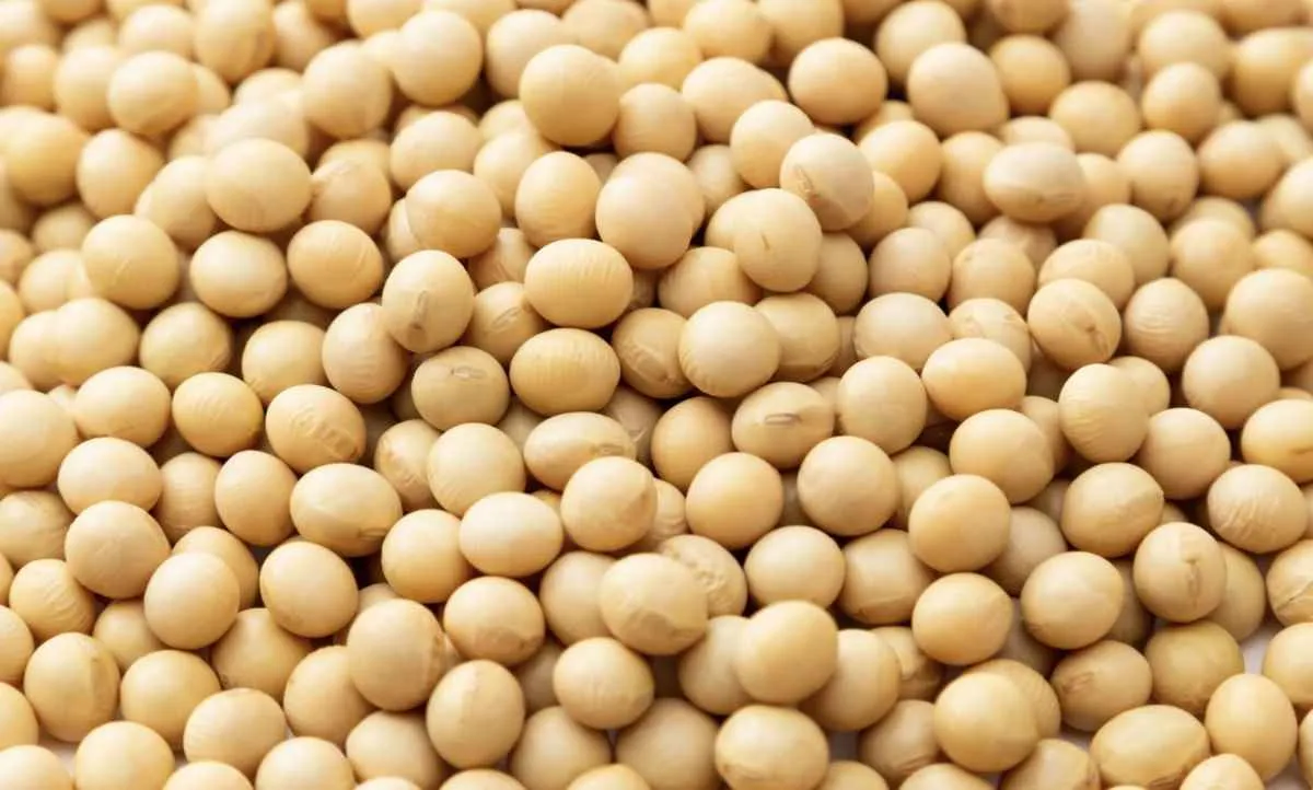 Mercado da soja inicia semana atento ao USDA e à China