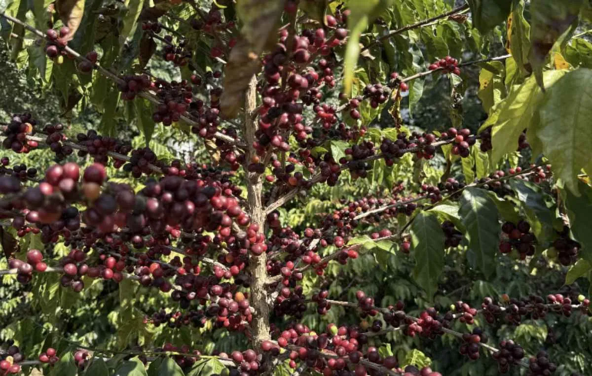 Colheita urbana de café marca início da safra em SP