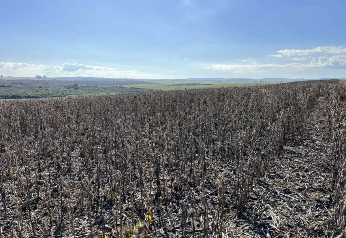 Endividamento rural pressiona produtores no Rio Grande do Sul