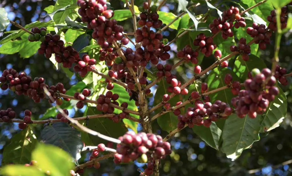 El Niño eleva risco para safra global de café em 2026