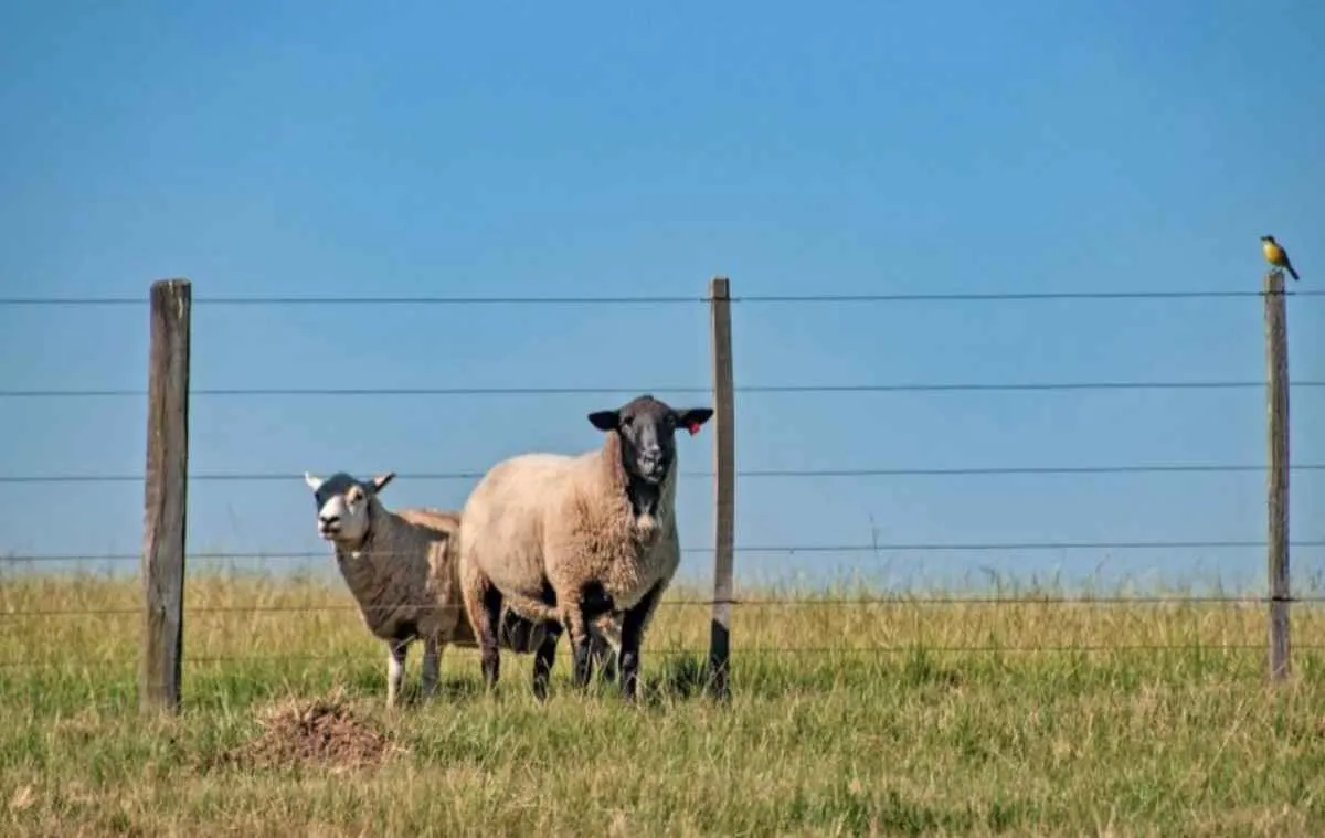 Fenasul Expoleite 2026 terá mais de 1,4 mil animais
