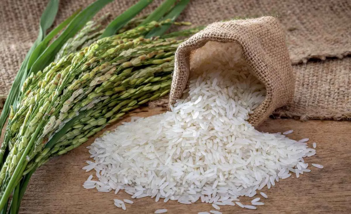 Mercado de arroz volta foco para comercialização no RS