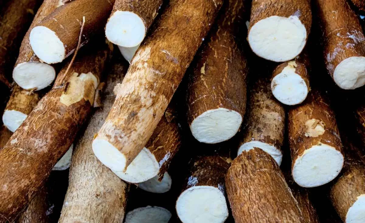 Demanda enfraquecida derruba preços da mandioca