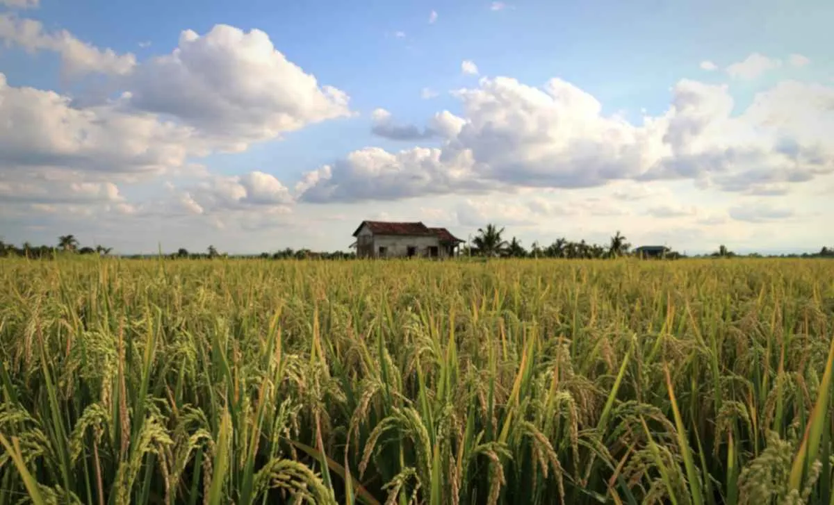 CMN amplia prazos para regras ambientais no crédito rural