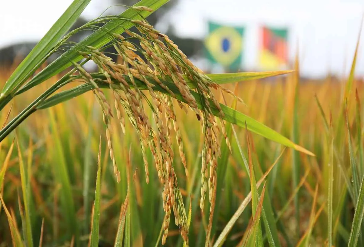 Federarroz alerta para avanço da crise no agro gaúcho