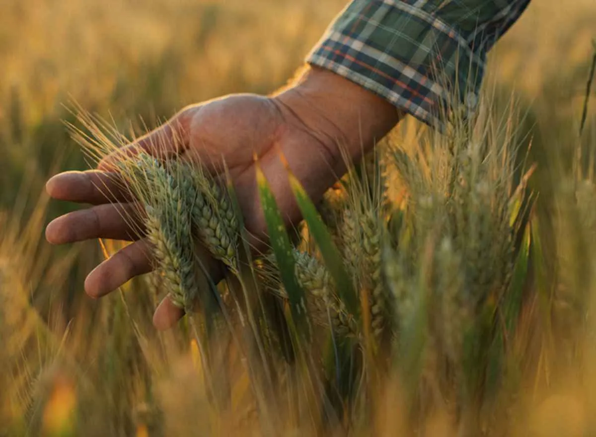 Prêmiação reconhece iniciativas inovadoras no agro