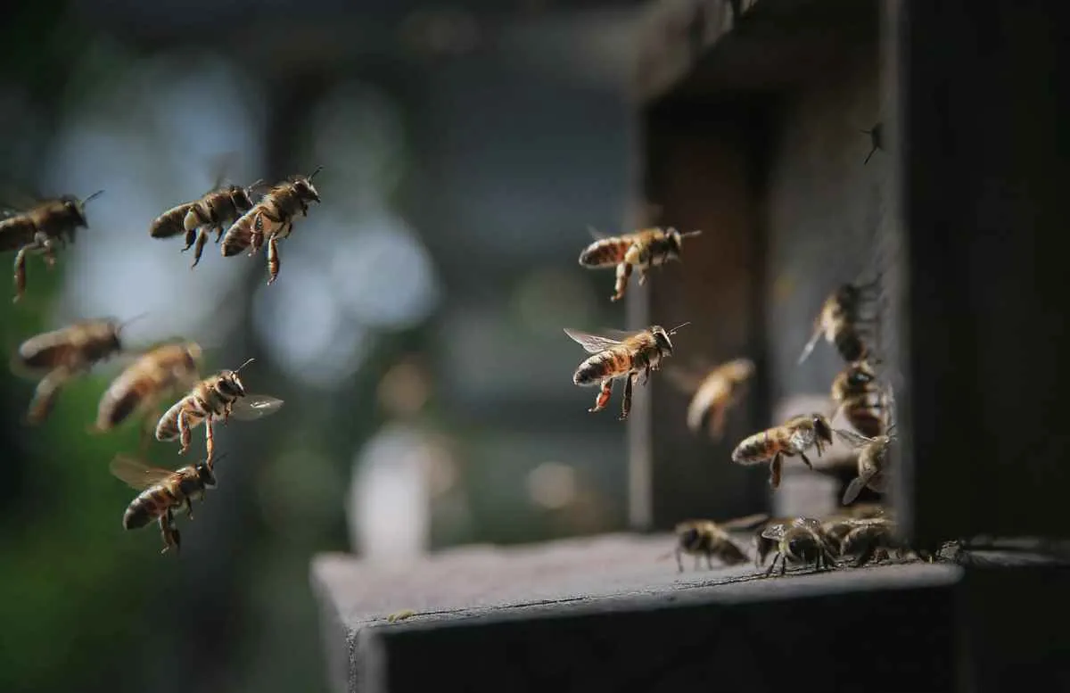 Proteção de abelhas se torna estratégica para o agronegócio