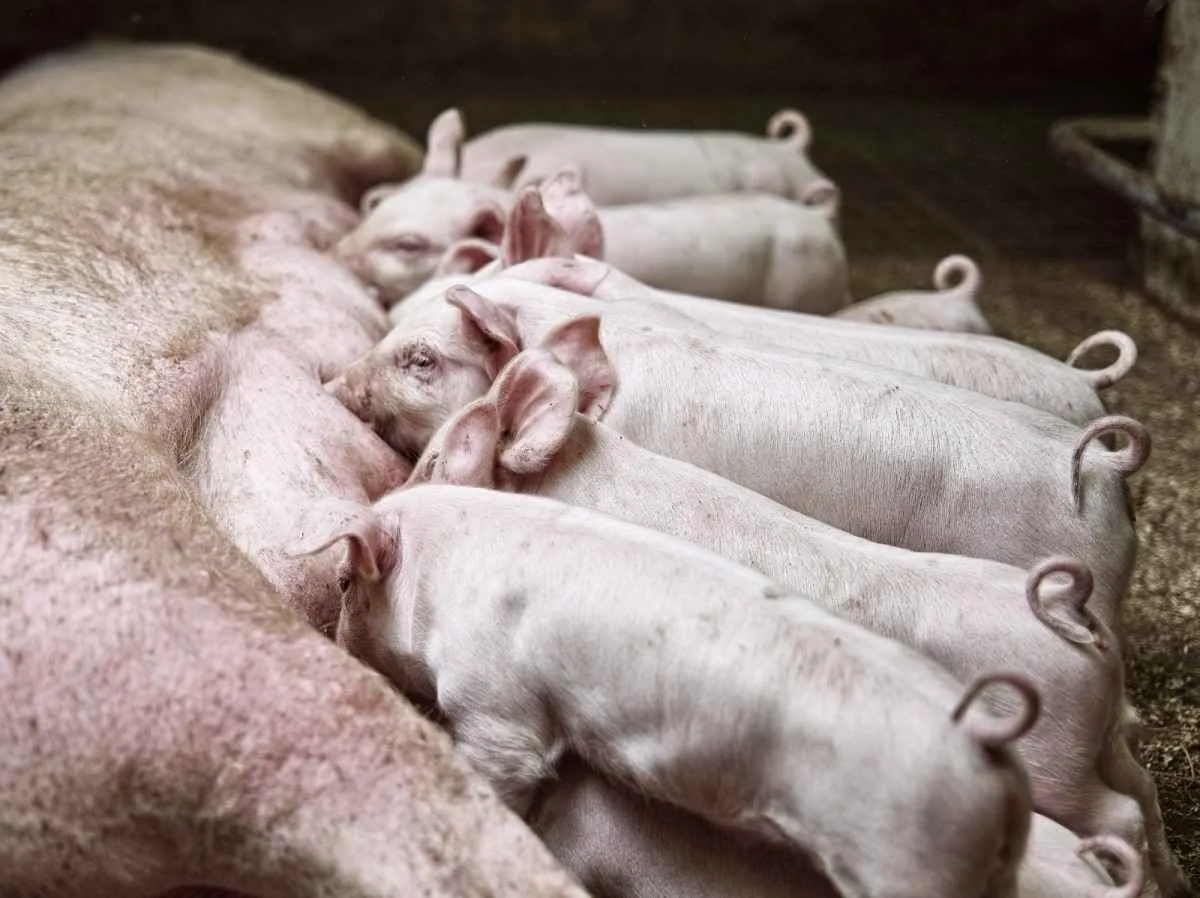 Peso ao desmame ganha força na suinocultura