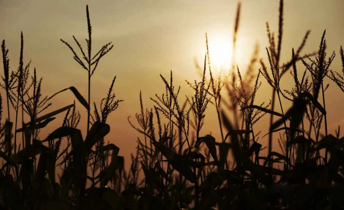 Seguro rural perde força e preocupa produtores do Paraná