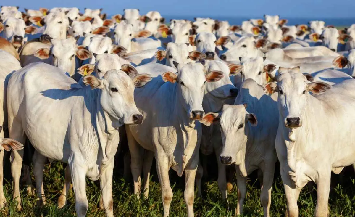 RS já recebeu quase 30% das declarações de rebanho