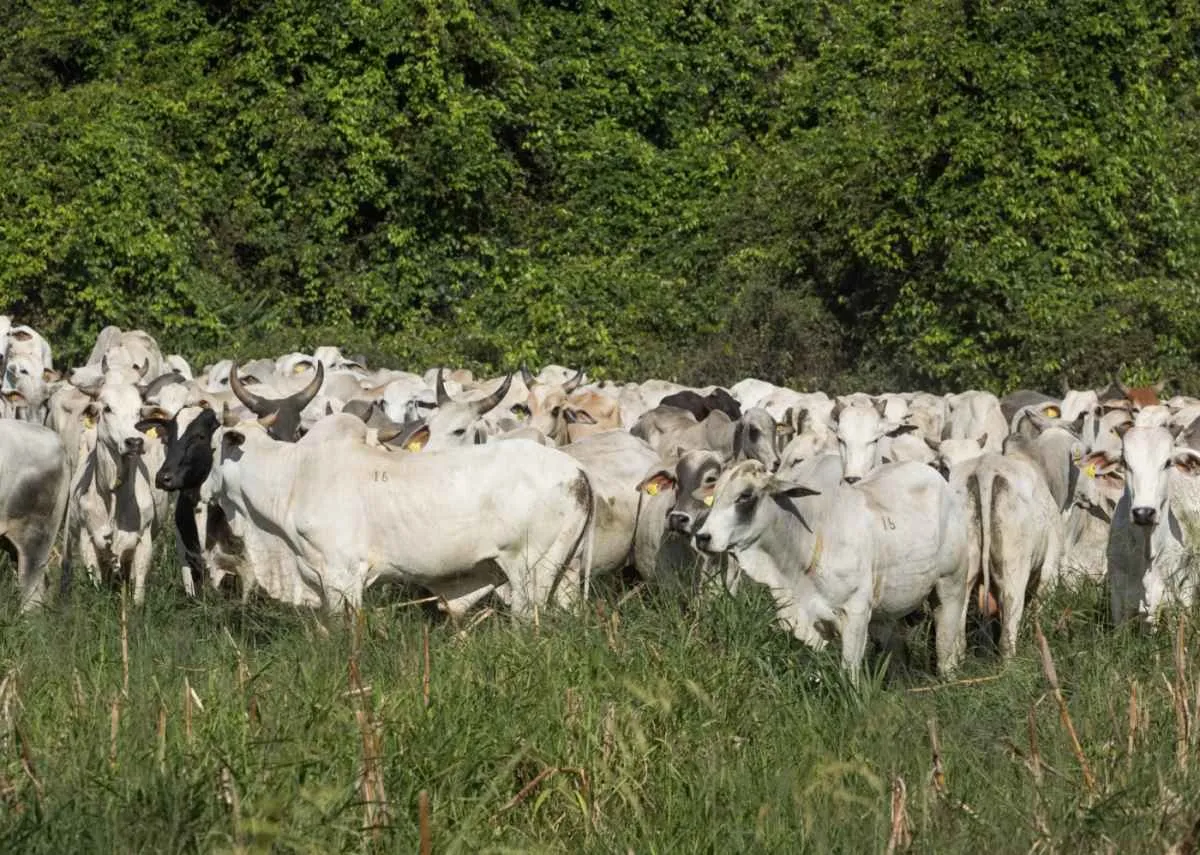 Agrodefesa alerta para fim do prazo da declaração de rebanho