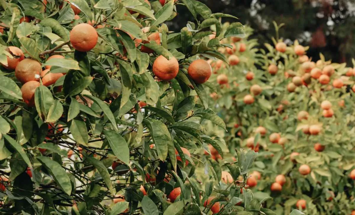 Safra de laranja deve cair com avanço do greening